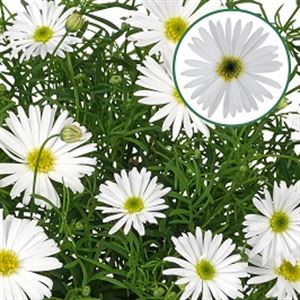 Bild von Brachycome P12 White